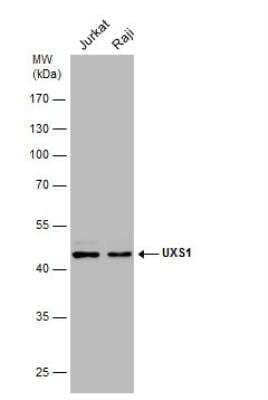 Western Blot: UXS1 Antibody [NBP2-20841]