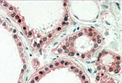 Immunohistochemistry-Paraffin: UXT Antibody [NBP1-00129]
