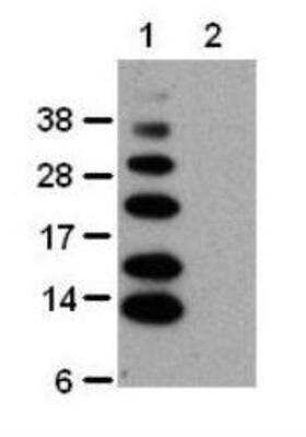Western Blot: Ub-K63 Antibody (HWA4C4)BSA Free [NBP2-00199]