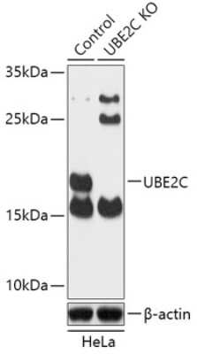 Knockout Validated: UbcH10/UBE2C Antibody - Azide and BSA Free [NBP3-03303]