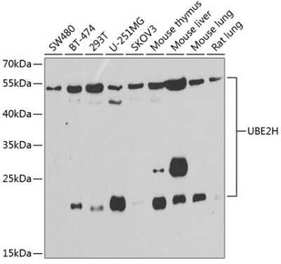 Western Blot: UbcH2/UBE2H AntibodyBSA Free [NBP2-93052]