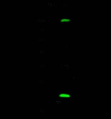 Western Blot: UbcH2/UBE2H Antibody [NBP3-00048]