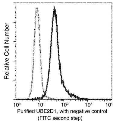 Flow Cytometry: UbcH5a/UBE2D1 Antibody (07) [NBP3-06652]