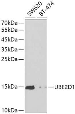 Western Blot: UbcH5a/UBE2D1 AntibodyBSA Free [NBP2-93678]