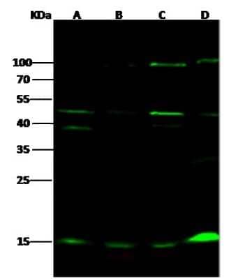 Western Blot: UbcH5a/UBE2D1 Antibody [NBP2-99796]