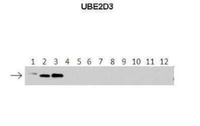 Western Blot: UbcH5c/UBE2D3 Antibody [NBP1-55276]