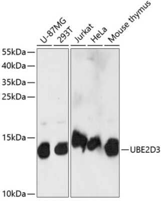 Western Blot: UbcH5c/UBE2D3 AntibodyAzide and BSA Free [NBP2-93898]