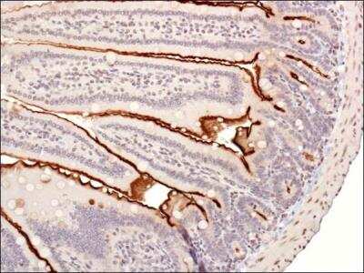 Immunohistochemistry: UbcH6/UBE2E1 Antibody - BSA Free [NBP1-78983]