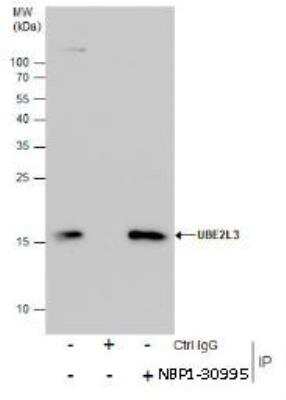 Immunoprecipitation: UbcH7/UBE2L3 Antibody [NBP1-30995]