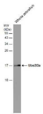 Western Blot: UbcH7/UBE2L3 Antibody [NBP1-30995]