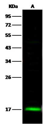 Western Blot: UbcH8/Ube2L6 Antibody [NBP3-00032]