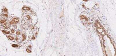 Immunohistochemistry-Paraffin: UbcH8/Ube2L6 Antibody (k1H3) - BSA Free [NBP1-04351]