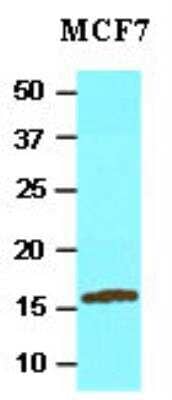 Western Blot: UbcH8/Ube2L6 Antibody (k1H3)BSA Free [NBP1-04351]