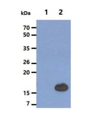 Western Blot: UbcH8/Ube2L6 Antibody (k1H3)BSA Free [NBP1-04351]