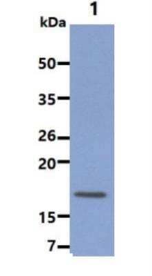 Western Blot: UbcH8/Ube2L6 Antibody (k1H3)BSA Free [NBP1-04351]