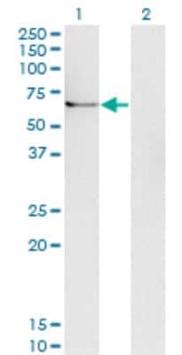 Western Blot: Ubiquilin 1 Antibody (1C6-B7) [H00029979-M02]