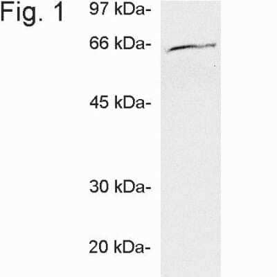 Western Blot: Ubiquilin 1 Antibody [NB120-3341]