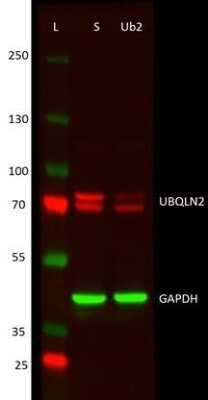 Western Blot: Ubiquilin 2 Antibody (5F5) [H00029978-M03]