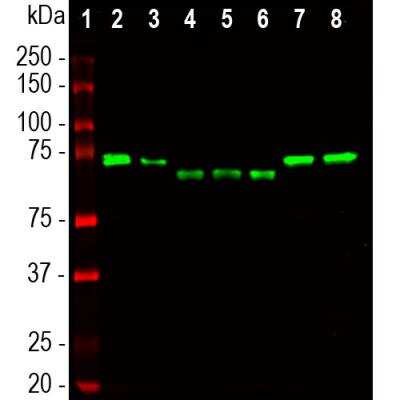 Western Blot: Ubiquilin 2 Antibody (6H9) [NBP2-25164]