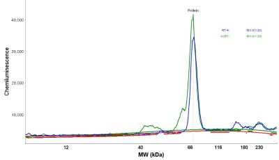 Simple Western: Ubiquilin 2 Antibody [NBP1-85639]