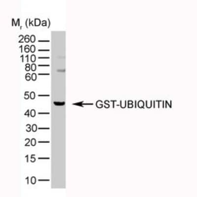 Western Blot: Ubiquitin Antibody (1B4-UB)BSA Free [NB600-776]