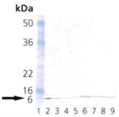 Western Blot: Ubiquitin Antibody (P4G7-H11) [NBP1-19306]