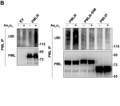 Western Blot: Ubiquitin Antibody (Ubi-1) [NB300-130]