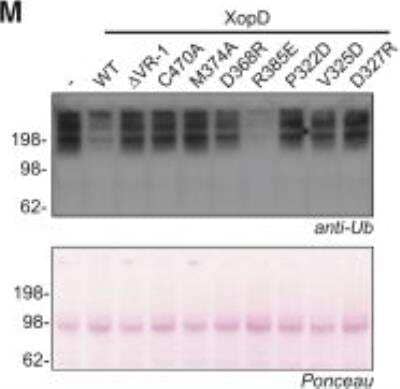Western Blot: Ubiquitin Antibody (Ubi-1) [NB300-130]