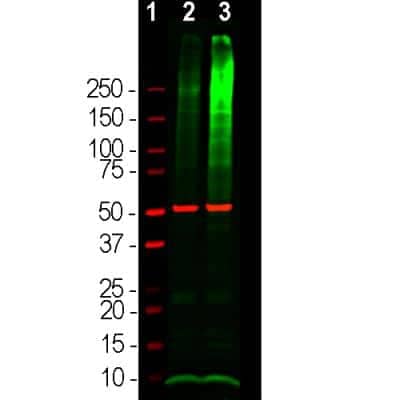 Western Blot: Ubiquitin Antibody [NB300-129]