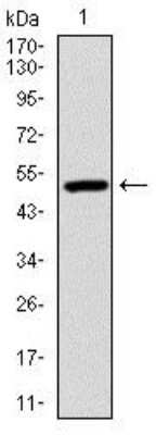 Western Blot: Ubiquitin B Antibody (3C12)BSA Free [NBP2-37521]
