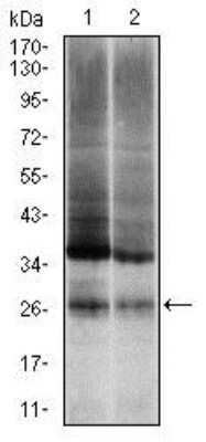 Western Blot: Ubiquitin B Antibody (3C12)BSA Free [NBP2-37521]