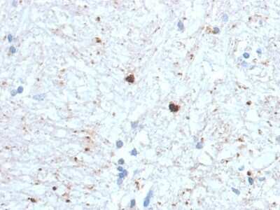 Immunohistochemistry-Paraffin: Ubiquitin B Antibody (UBB/1748) - Azide and BSA Free [NBP3-08905]