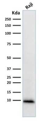 Western Blot: Ubiquitin B Antibody (UBB/1748) [NBP3-07163]