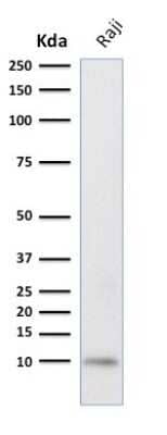 Western Blot: Ubiquitin B Antibody (UBB/2122) [NBP3-07164]