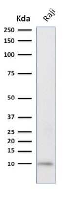 Western Blot: Ubiquitin B Antibody (UBB/2122)Azide and BSA Free [NBP3-08906]