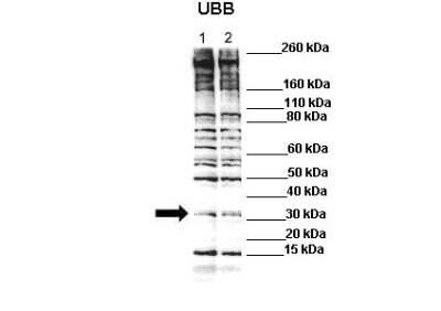 Western Blot: Ubiquitin B Antibody [NBP1-98436]