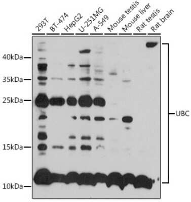 Western Blot: Ubiquitin C AntibodyBSA Free [NBP2-94633]