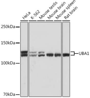 Western Blot: Ubiquitin-activating Enzyme/UBE1 Antibody (6H2I9) [NBP3-16792]