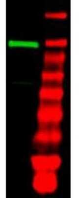 Western Blot: Ubiquitin-activating Enzyme/UBE1 Antibody [NB600-472]