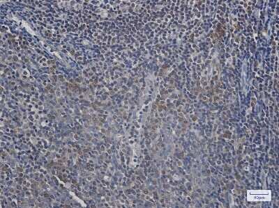 Immunohistochemistry-Paraffin: Ufc1 Antibody (S08-5E1) [NBP3-15107]