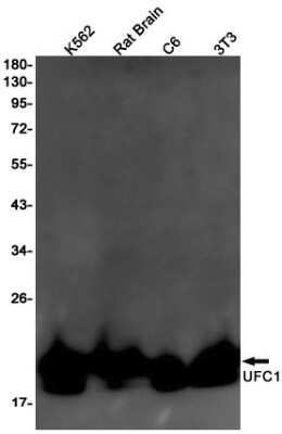 Western Blot: Ufc1 Antibody (S08-5E1) [NBP3-15107]