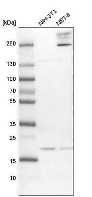Western Blot: Ufc1 Antibody [NBP1-81677]