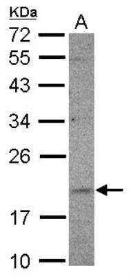 Western Blot: Ufc1 Antibody [NBP2-20801]