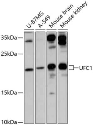 Western Blot: Ufc1 AntibodyAzide and BSA Free [NBP2-93658]