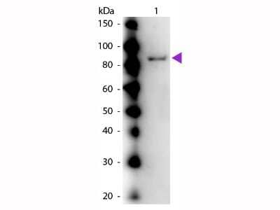 Western Blot: Urease Antibody [NBP2-44237]