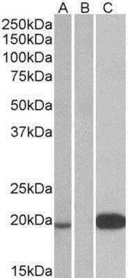 Western Blot: Urocortin 3 Antibody [NB100-93444]