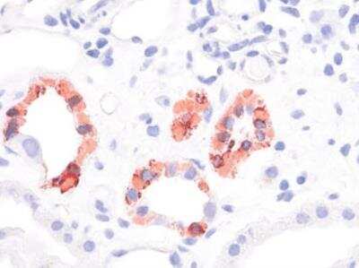 Immunohistochemistry-Frozen: Uromodulin Antibody (10.32) - BSA Free [NBP1-50321]