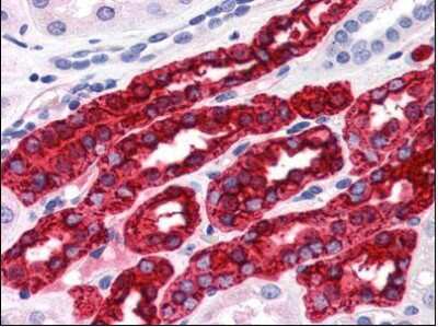Immunohistochemistry-Paraffin: Uromodulin Antibody (10.32) - BSA Free [NBP1-50321]