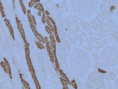 Immunohistochemistry-Paraffin: Uromodulin Antibody (10.32) - BSA Free [NBP1-50321]