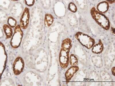 Immunohistochemistry-Paraffin: Uromodulin Antibody [H00007369-B01P]